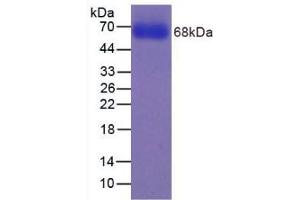SDS-PAGE analysis of Human CYP2E1 Protein.