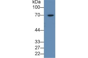 Detection of AMH in 293T cell lysate using Polyclonal Antibody to Anti-Mullerian Hormone (AMH) (AMH anticorps  (AA 447-553))