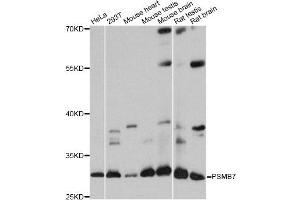 Western blot analysis of extracts of various cell lines, using PSMB7 antibody. (PSMB7 anticorps)