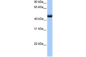 Western Blotting (WB) image for anti-Polyamine Oxidase (Exo-N4-Amino) (PAOX) antibody (ABIN2459721) (PAOX anticorps)