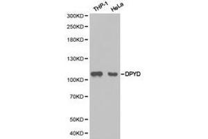Western Blotting (WB) image for anti-Dihydropyrimidine Dehydrogenase (DPYD) antibody (ABIN1872345) (DPYD anticorps)