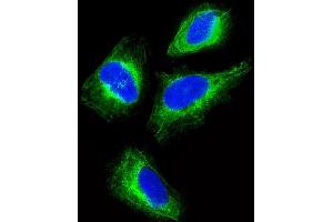 Immunofluorescent analysis of 4 % paraformaldehyde-fixed, 0.