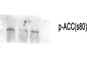 Western Blot (WB) analysis: Please contact us for more details.