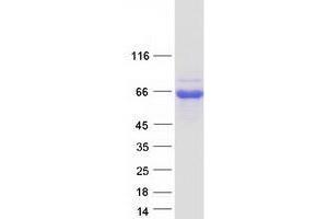 Validation with Western Blot (WIPF3 Protein (Myc-DYKDDDDK Tag))