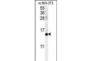CRABP1 Antibody (C-term) (ABIN651614 and ABIN2840325) western blot analysis in mouse NIH-3T3 cell line lysates (35 μg/lane). (CRABP1 anticorps  (C-Term))