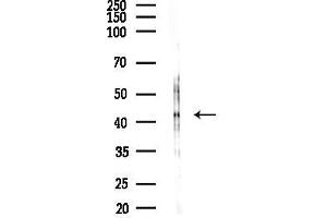 anti-Gap Junction Protein, gamma 1, 45kDa (GJC1) (C-Term) antibody