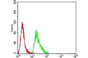 Flow cytometric analysis of Hela cells using PMS2 mouse mAb (green) and negative control (red).