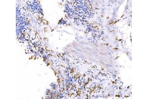 IHC analysis of SH3GL2 using anti-SH3GL2 antibody (ABIN7602229). (SH3G2 anticorps  (AA 65-292))