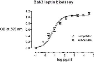 SDS-PAGE of Rat Leptin Recombinant Protein Bioactivity of Rat Leptin Recombinant Protein. (Leptin Protein (LEP))