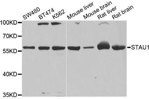 Western blot analysis of extracts of various cell lines, using STAU1 antibody. (STAU1/Staufen anticorps)