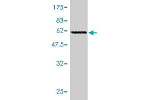 Western Blot detection against Immunogen (63.