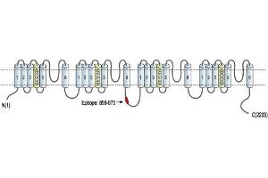 Representative domain view of the target of ABIN7043001.