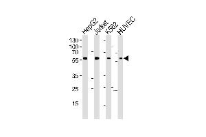 Western blot analysis of lysates from HepG2, Jurkat, K562, HUVEC cell line (from left to right), using SHB- Antibody (ABIN6242628 and ABIN6577402). (SHB anticorps  (AA 250-290))