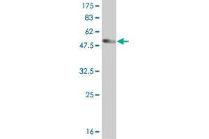 Western Blot detection against Immunogen (56.
