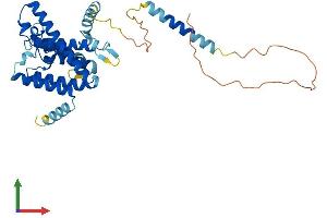 AlphaFold protein structure predicition of Mouse Recombinant Tmem115 Protein, UniprotID Q9WUH1