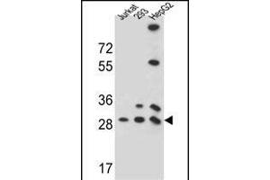 PG Antibody (N-term) (ABIN657272 and ABIN2846364) western blot analysis in 293,HepG2,Jurkat cell line lysates (35 μg/lane). (PGAM4 anticorps  (N-Term))