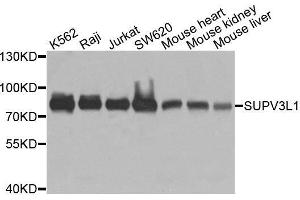 Western blot analysis of extracts of various cell lines, using SUPV3L1 antibody. (SUPV3L1 anticorps  (AA 577-786))