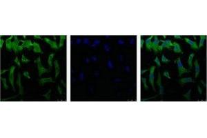 IF analysis of Hela with antibody (Left) and DAPI (Right) diluted at 1:100. (EIF4A1 anticorps)
