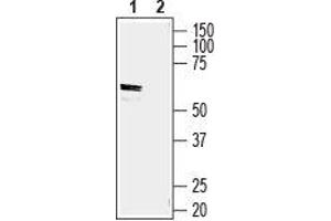 Western blot analysis of rat small intestine lysate: - 1.