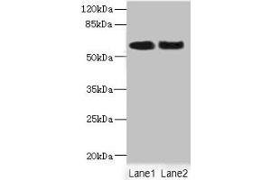 Western blot All lanes: NFIA antibody at 2. (NFIA anticorps  (AA 180-330))