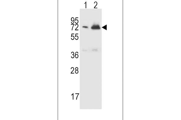 CFHR5 Antikörper  (AA 203-231)