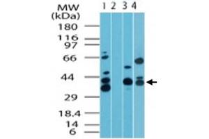 Western blot analysis of MAPKAP1 in human skeletal muscle lysate in the 1) absence and 2) presence of immunizing peptide, 3) mouse skeletal muscle lysate and 4) rat skeletal muscle lysate. (MAPKAP1 anticorps  (AA 100-150))