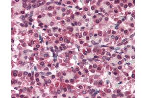 Anti-GPC4 / Glypican 4 antibody IHC of human pancreas. (GPC4 anticorps  (Internal Region))