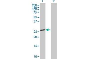 Western Blot analysis of SCGN expression in transfected 293T cell line by SCGN MaxPab polyclonal antibody.