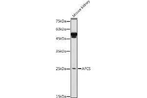 Western blot analysis of extracts of Mouse kidney, using APCS antibody (ABIN3022713, ABIN3022714, ABIN3022715, ABIN1512583 and ABIN6219158) at 1:1000 dilution.