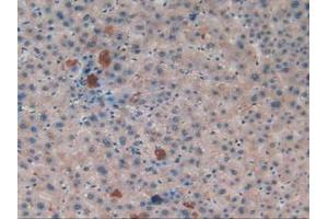 IHC-P analysis of Human Liver Tissue, with DAB staining. (APOA2 anticorps  (AA 24-100))