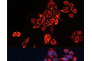 Immunofluorescence analysis of HeLa cells using GNAI2 Polyclonal Antibody at dilution of 1:100 (40x lens). (GNAI2 anticorps)