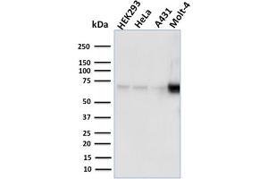 Western Blot Analysis of human HEK293, HeLa, A431, MOLT4 cell lysates using NRF1 Mouse Monoclonal Antibody (NRF1/2609). (NFE2L1 anticorps)