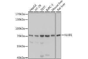 Western blot analysis of extracts of various cell lines, using KLKB1 antibody (ABIN6129407, ABIN6142966, ABIN6142968 and ABIN6220944) at 1:1000 dilution. (KLKB1 anticorps  (AA 20-300))