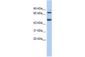 ZBTB26 antibody used at 0. (ZBTB26 anticorps  (N-Term))