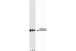 Western blot analysis of Wnt16.