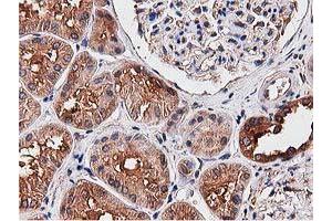 Immunohistochemical staining of paraffin-embedded Human Kidney tissue using anti-NUDT6 mouse monoclonal antibody. (NUDT6 anticorps)