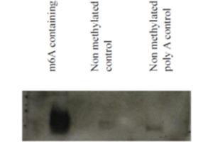 North Western blot using synthetic methylated and non-methylated RNA detected with N6-methyladenosine, mAb (17-3-4-1). (N6-Methyladenosine anticorps)