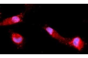 Immunofluorescence (IF) image for anti-Tripartite Motif Containing 28 (TRIM28) (AA 366-802) antibody (APC) (ABIN5568165)