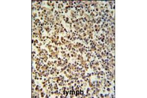 GZMB Antibody IHC analysis in formalin fixed and paraffin embedded human Lymph tissue followed by peroxidase conjugation of the secondary antibody and DAB staining.