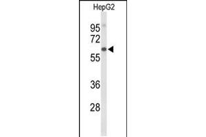 Western blot analysis of AFM Antibody in HepG2 cell line lysates (35ug/lane) (Afamin anticorps  (N-Term))