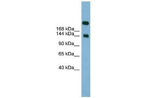 WB Suggested Anti-SI Antibody Titration:  0. (SI anticorps  (Middle Region))