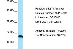 Western Blotting (WB) image for anti-Leukocyte Specific Transcript 1 (LST1) (C-Term) antibody (ABIN2789775) (LST1 anticorps  (C-Term))