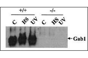 Wild-type (+/+) and Gab1-/- (-/-) cells were heat shocked (HS) at 42 °C for 1 h or irradiated with UV-B light (400 J/m2) and then incubated at 37?
