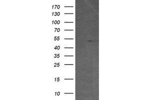 Image no. 4 for anti-V-Ets Erythroblastosis Virus E26 Oncogene Homolog 2 (ETS2) (AA 90-349) antibody (ABIN1491702) (ETS2 anticorps  (AA 90-349))