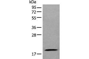 Western blot analysis of 293T cell lysate using ZNHIT1 Polyclonal Antibody at dilution of 1:400 (ZNHIT1 anticorps)