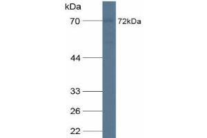 Western blot analysis of Human A549 Cells. (CDCP1 anticorps  (AA 689-836))