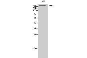 anti-ATP-Binding Cassette, Sub-Family C (CFTR/MRP), Member 2 (ABCC2) (Internal Region) antibody