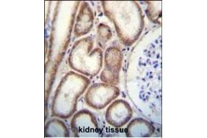 CLEC3B Antibody (Center) (ABIN656570 and ABIN2845832) immunohistochemistry analysis in formalin fixed and paraffin embedded human kidney tissue followed by peroxidase conjugation of the secondary antibody and DAB staining.
