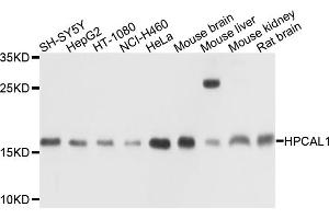 Western blot analysis of extracts of various cell lines, using HPCAL1 antibody (ABIN6003726) at 1/1000 dilution. (HPCAL1 anticorps)