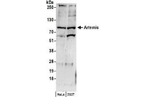 anti-DNA Cross-Link Repair 1C (DCLRE1C) (C-Term) antibody